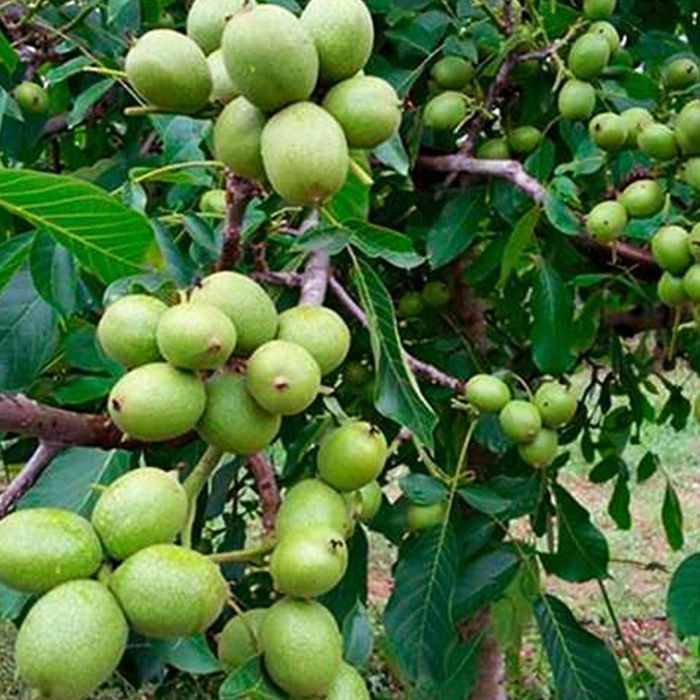 Саджанці грецького горіха ОПТ–Роздріб/ Саженцы грецкого ореха ОПТ