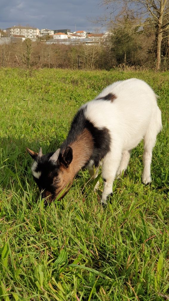 Rebanho cabras anãs