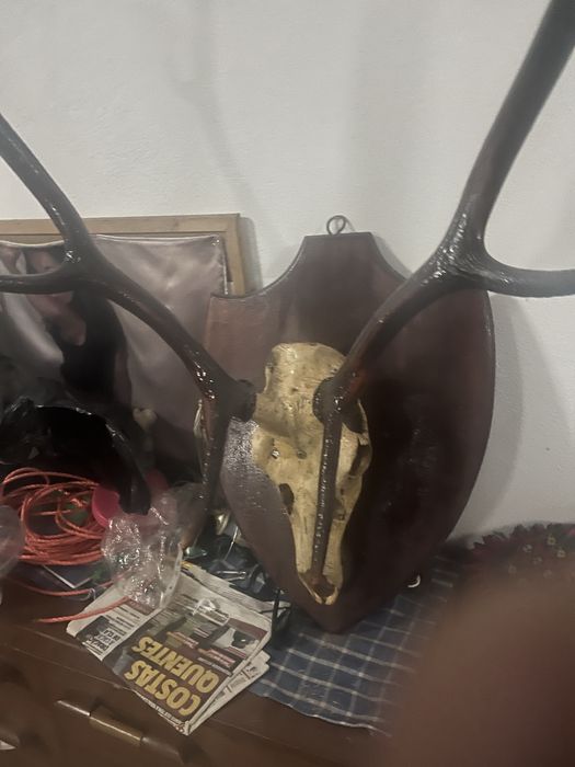 Chifres de veado , original