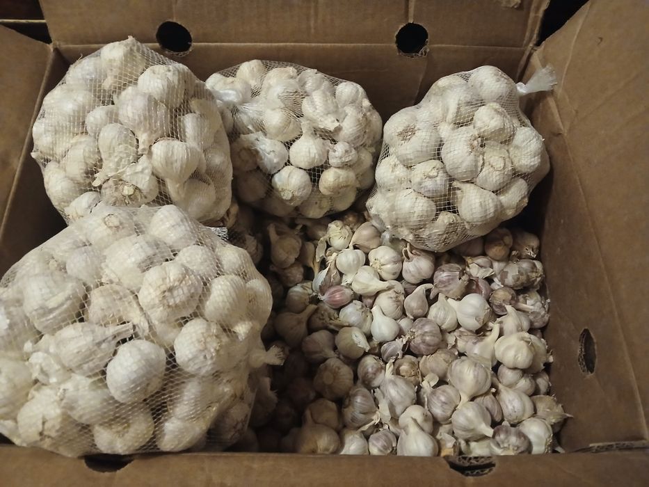 Czosnek Harnas i Biały