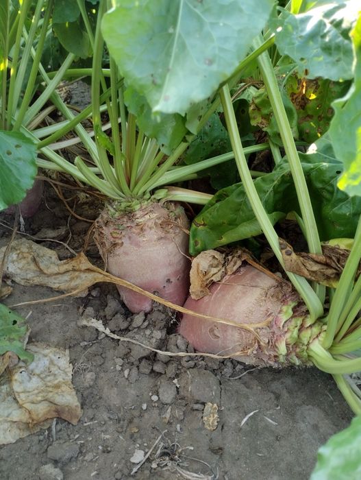 Buraki pastewne prosto z pola