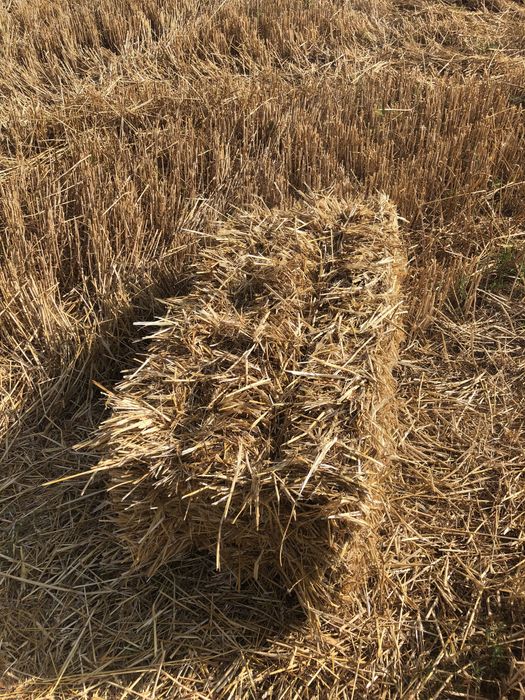 Продам солому в тюках 2025