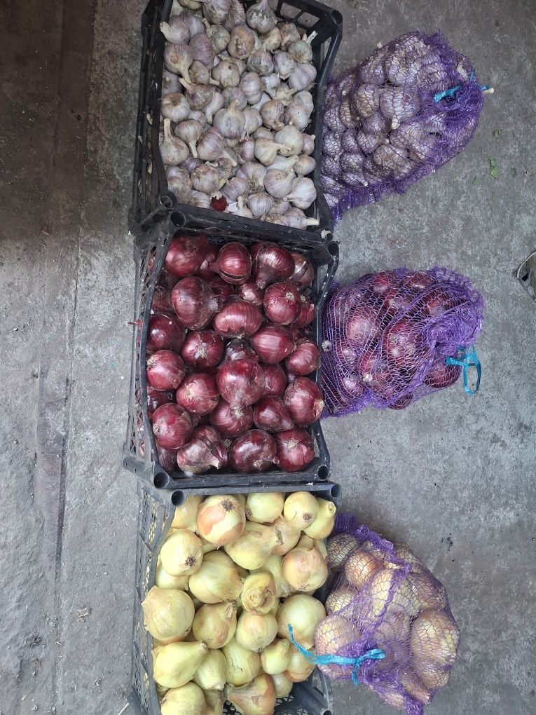 Продам цибулю, часник