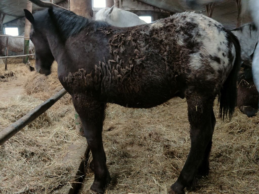 Sprzedam ogierki maści tarantowatej 3 sztuki polski koń zimnokrwisty