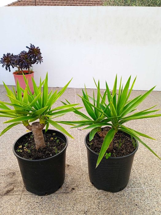 YUCAS para a sua sala, varanda, terraço de apartamento e jardim