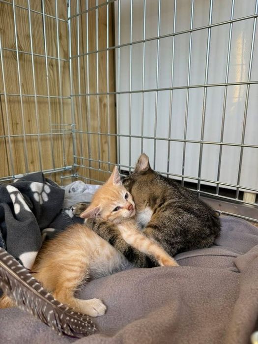 Kociaki do adopcji 1 miesiąc rudy zdrowe od zaraz przytulaste