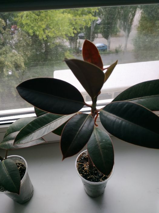 Фікус Робуста каучуковий