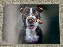 Fotos animais ( caes )