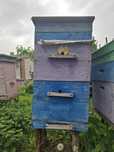 Продам вулики терміново
