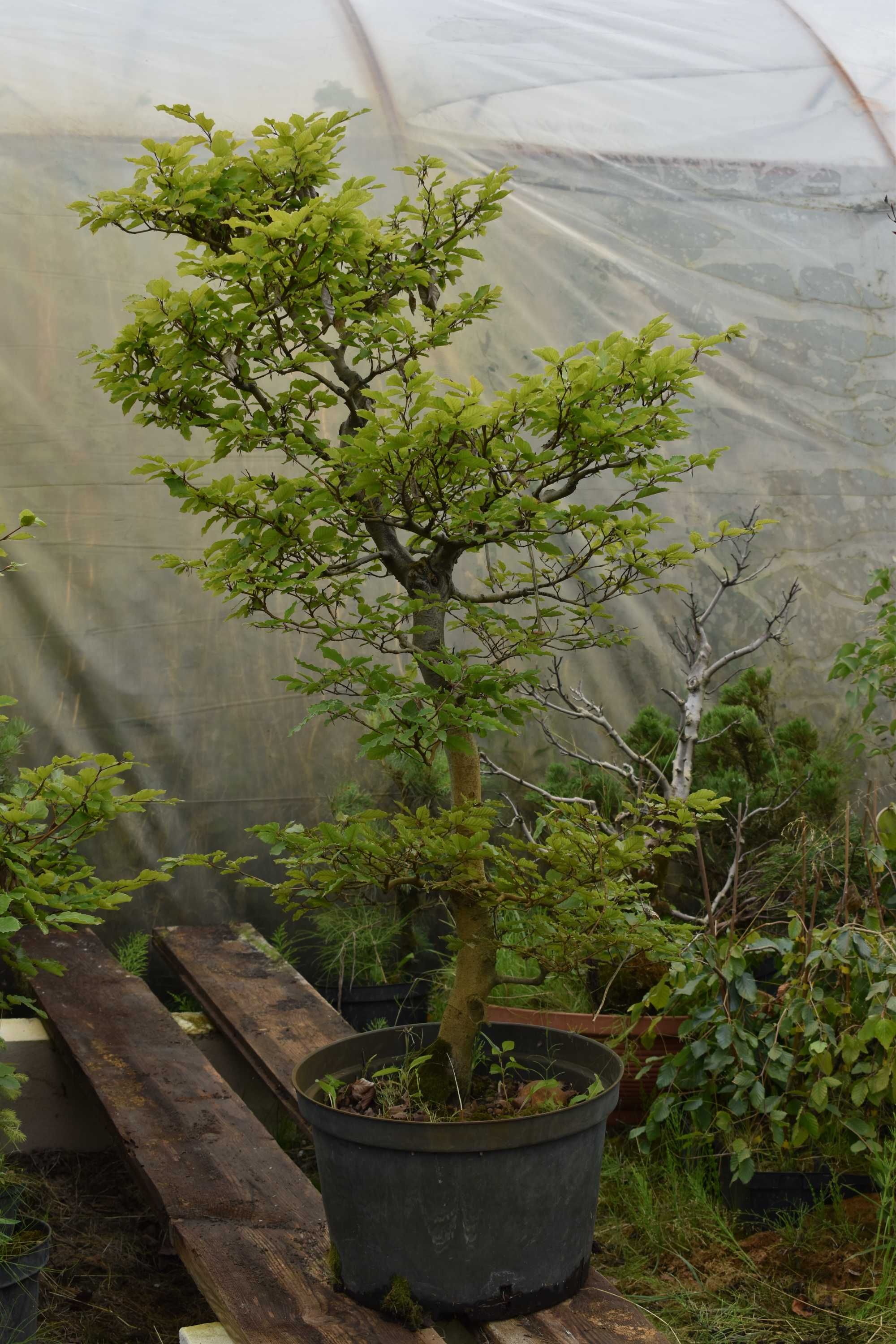 Drzewka Bonsai Wyjątkowa kolekcja (Dostępna Dostawa/Wysyłka)
