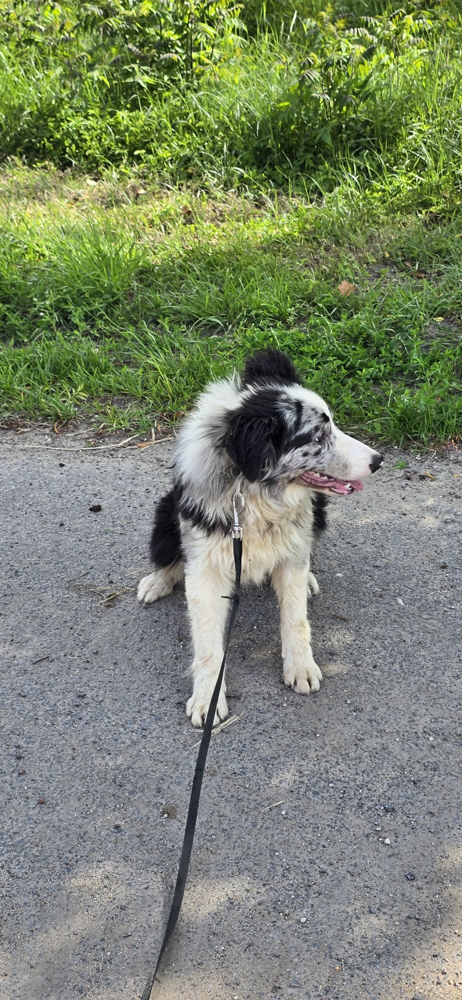 Border Collie pis