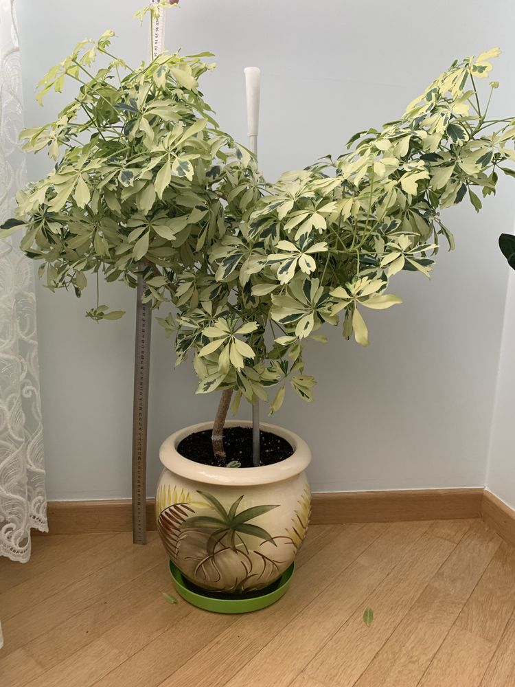 Комнатное оастение Шефлера в большом керамическом горшке
