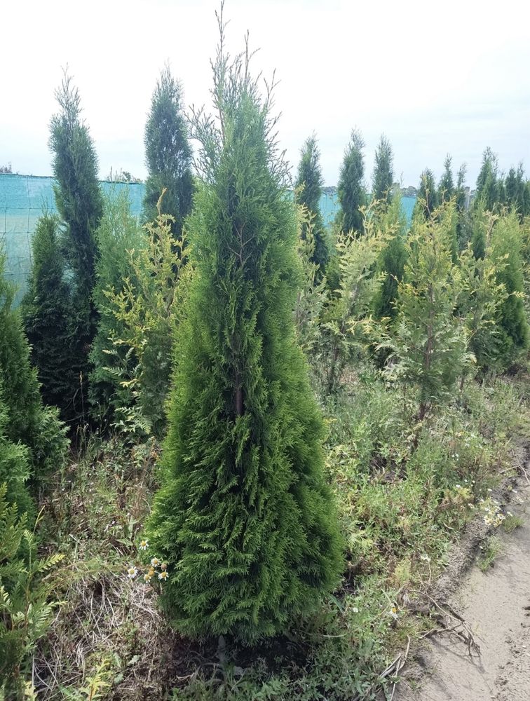 Tuja tuje thuja szmaragd branant