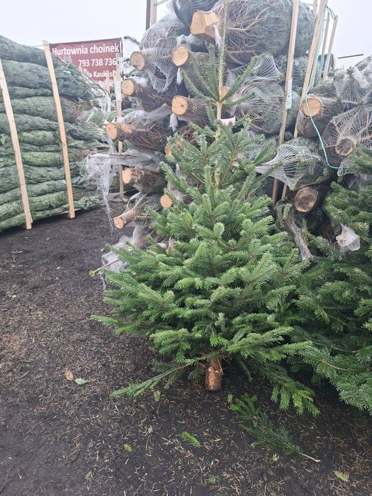 Choinki Jodła Kaukaska hurt