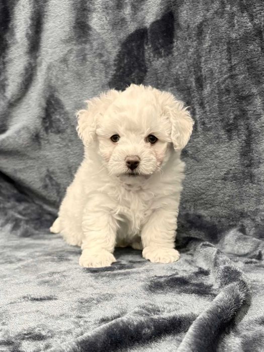 Wyjątkowy chłopczyk Bichon Frise FCI