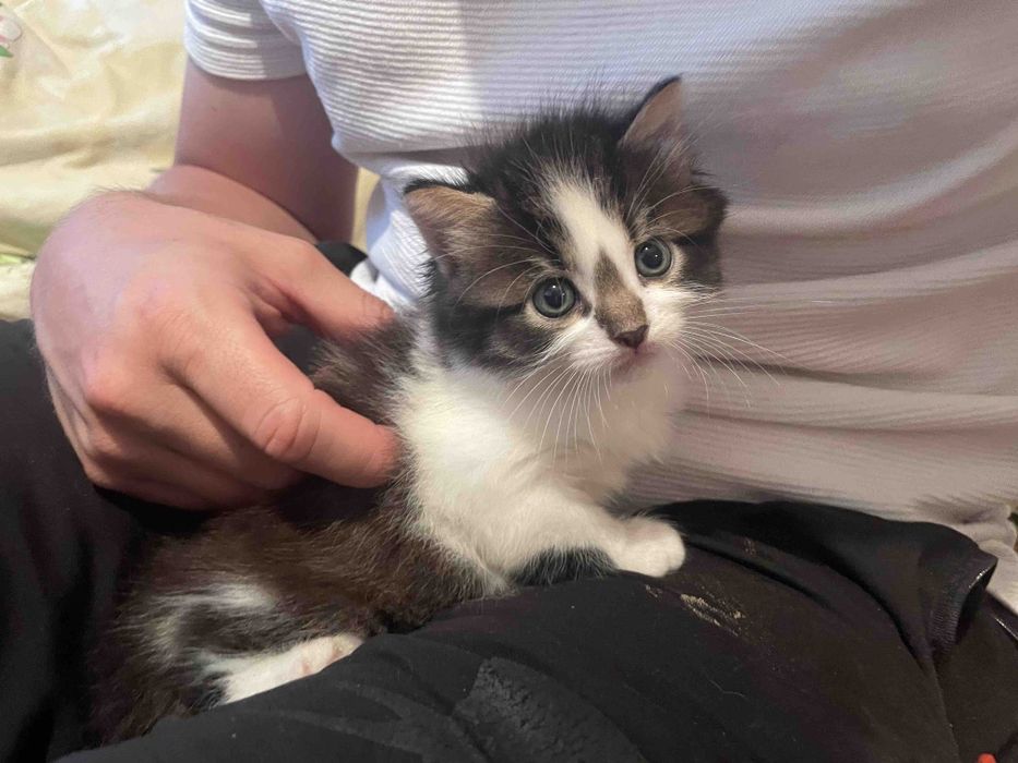 Кошенятко  трьохкольорове