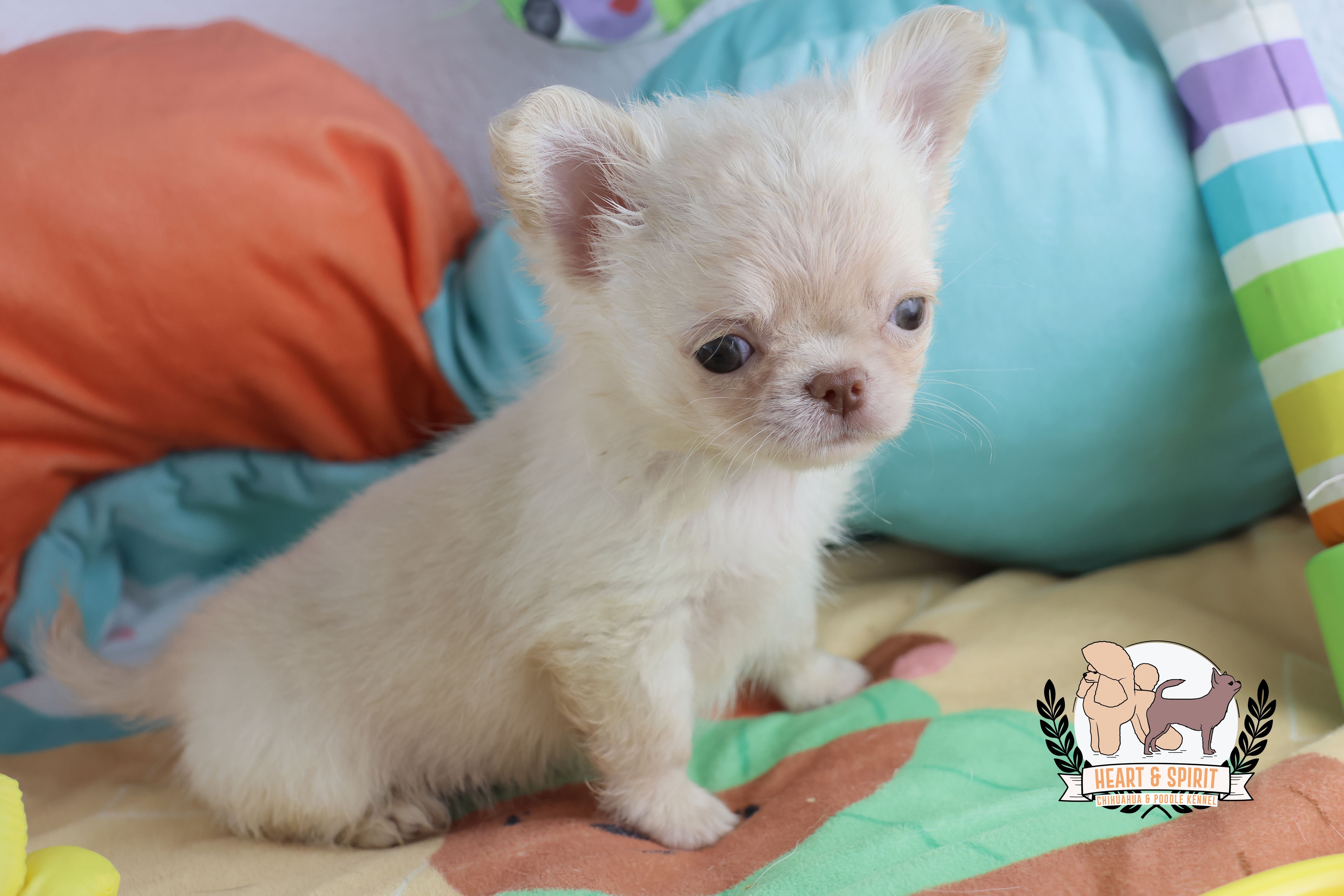 chihuahua macho branco pelo comprido super minorca