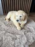 Piesek Golden Retriever