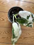 Alocasia Frydek variegata