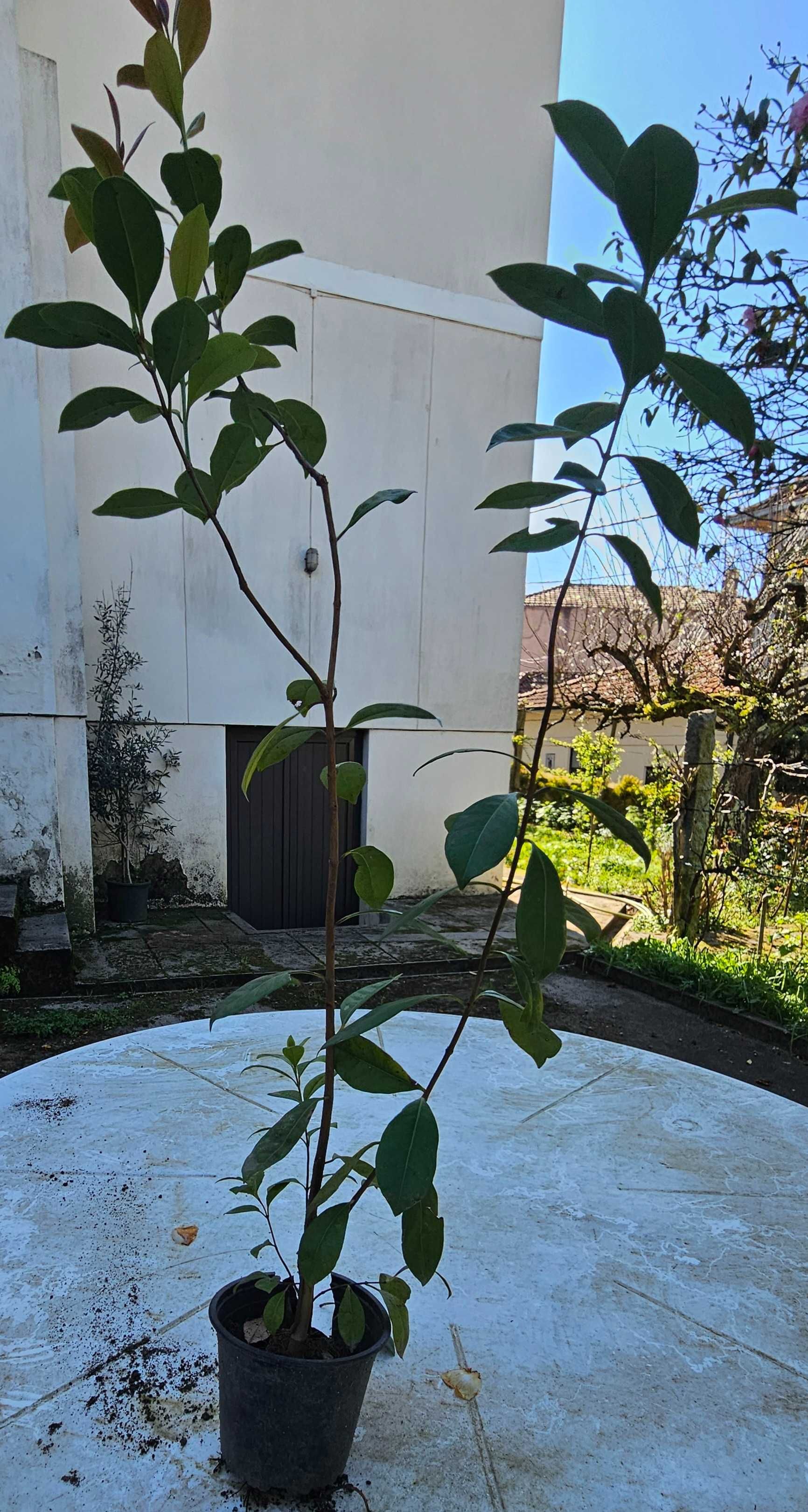 Plantas de araça vermelho