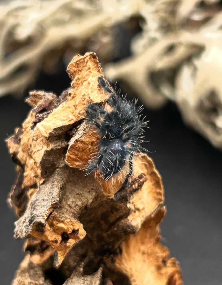 Caribena Versicolor L4 + pelna oferta Gdynia (wysyłka)