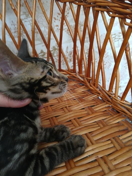 Шикарный бенгальский котик 3 мес