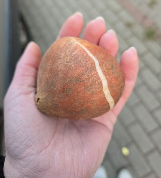 Wyprzedaż tulipanów