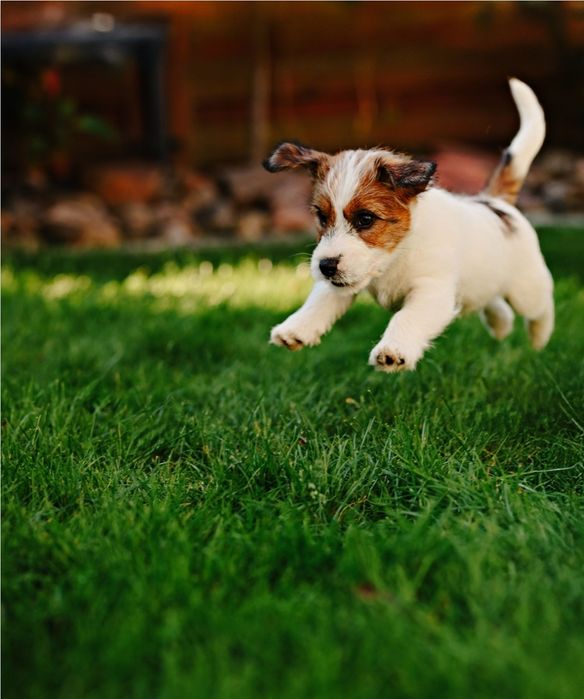 Jack Russell szorstkowłosy