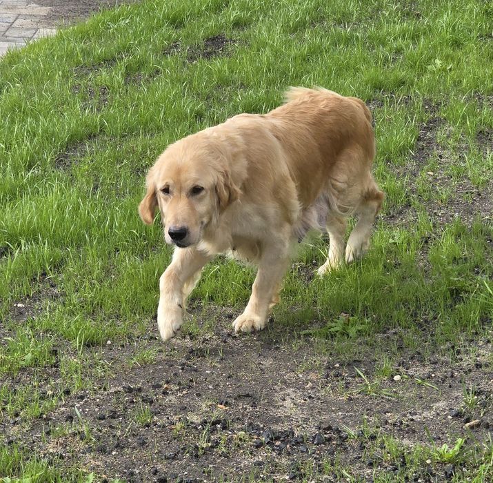 Piesek goldendoodle standard