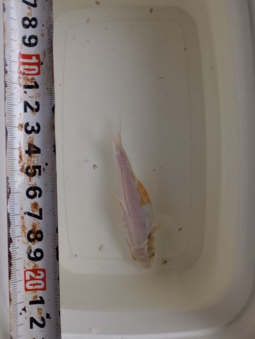 Карп Кои Кикусуи, Шисуи