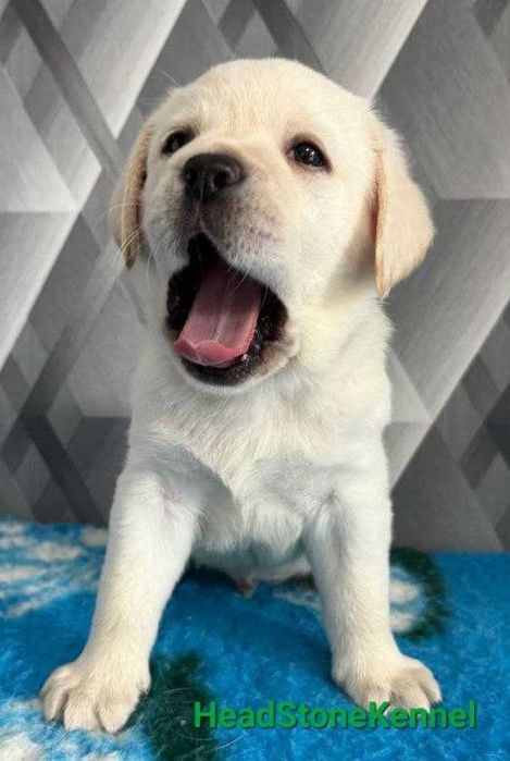Лабрадор ретривер Щенки
