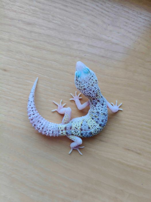 Gekony Lamparcie