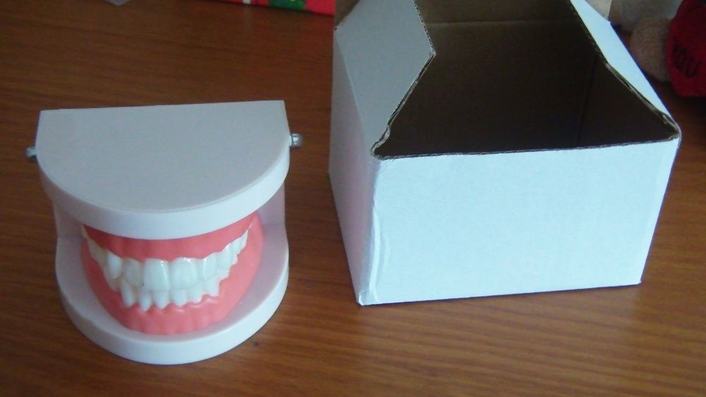 Modelo de Boca com dentes