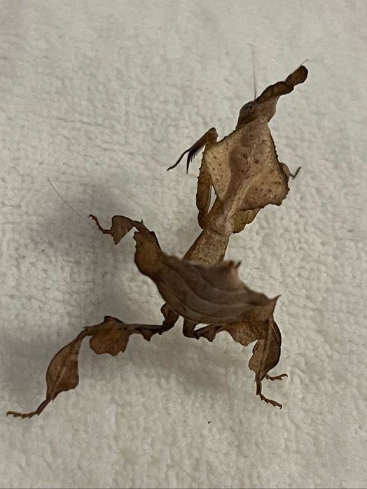 Modliszki liściogłowe (Phyllocrania paradoxa) imago