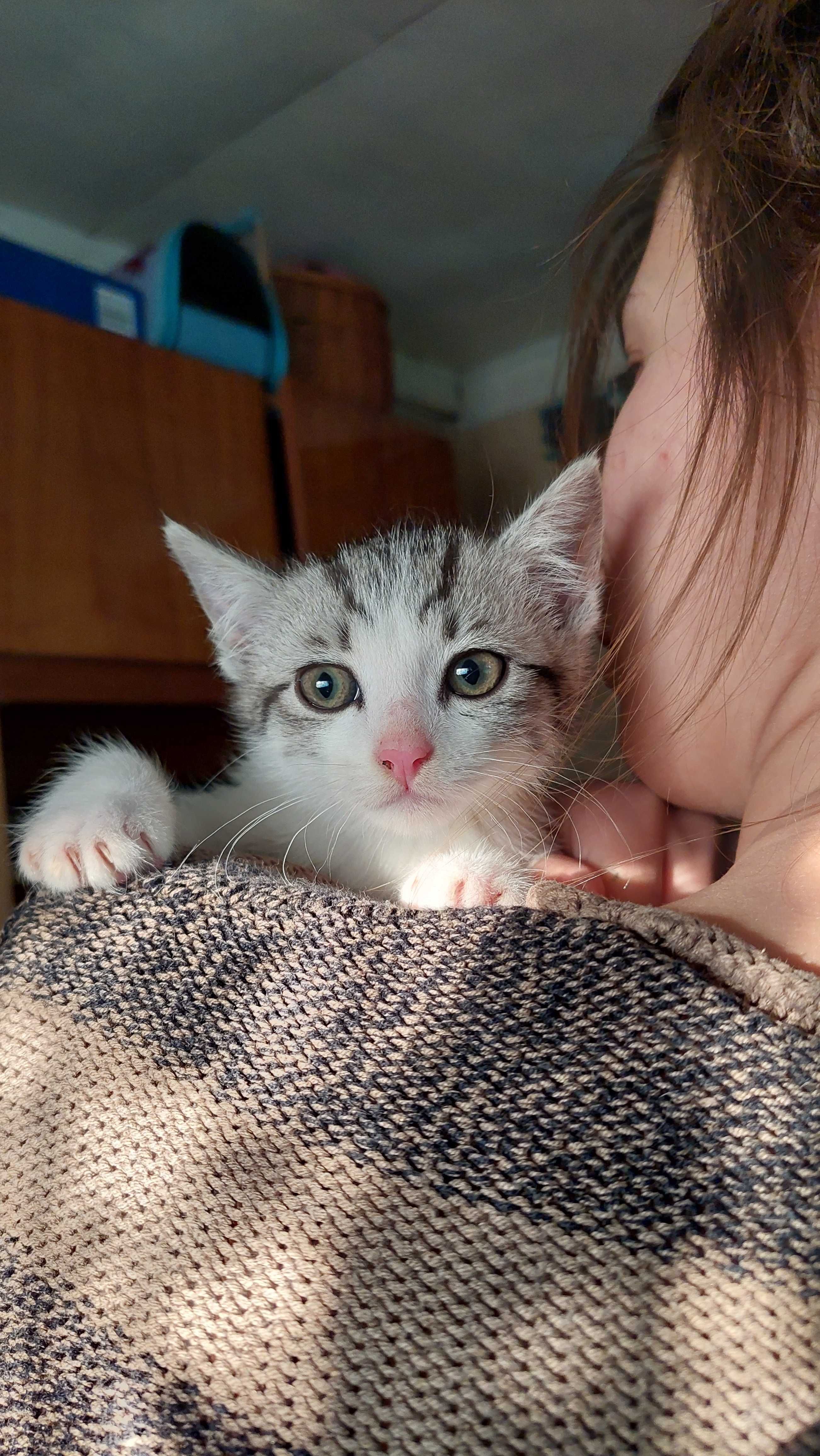 Sreberka do adopcji!