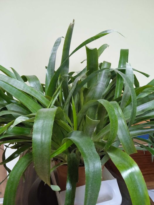 Більбергія ( сльози королеви)