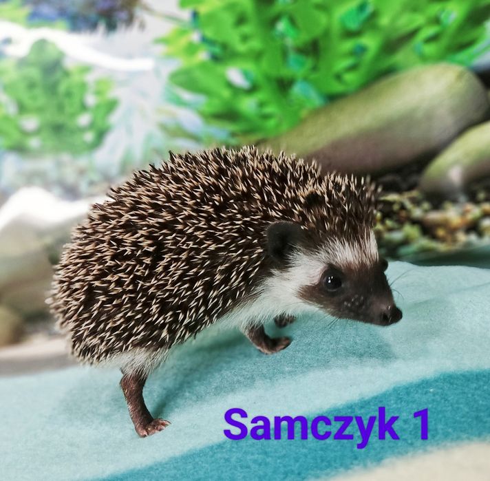 Jeż pigmejski/Jeżyki‼️Owojone‼️Młodziutkie-Samce +Książeczki zdrowia‼️