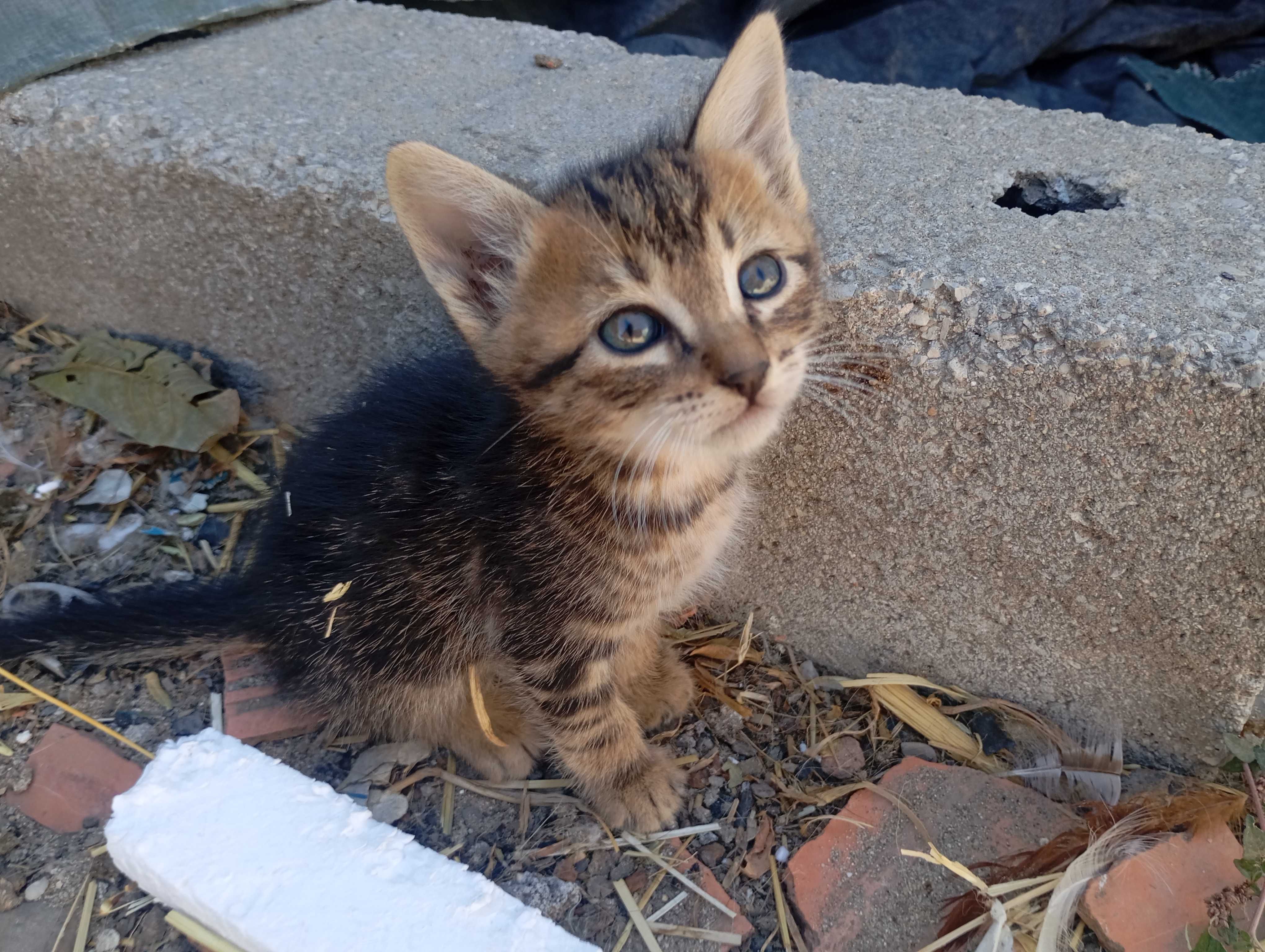 3 gatinhos com 2 meses para dar
