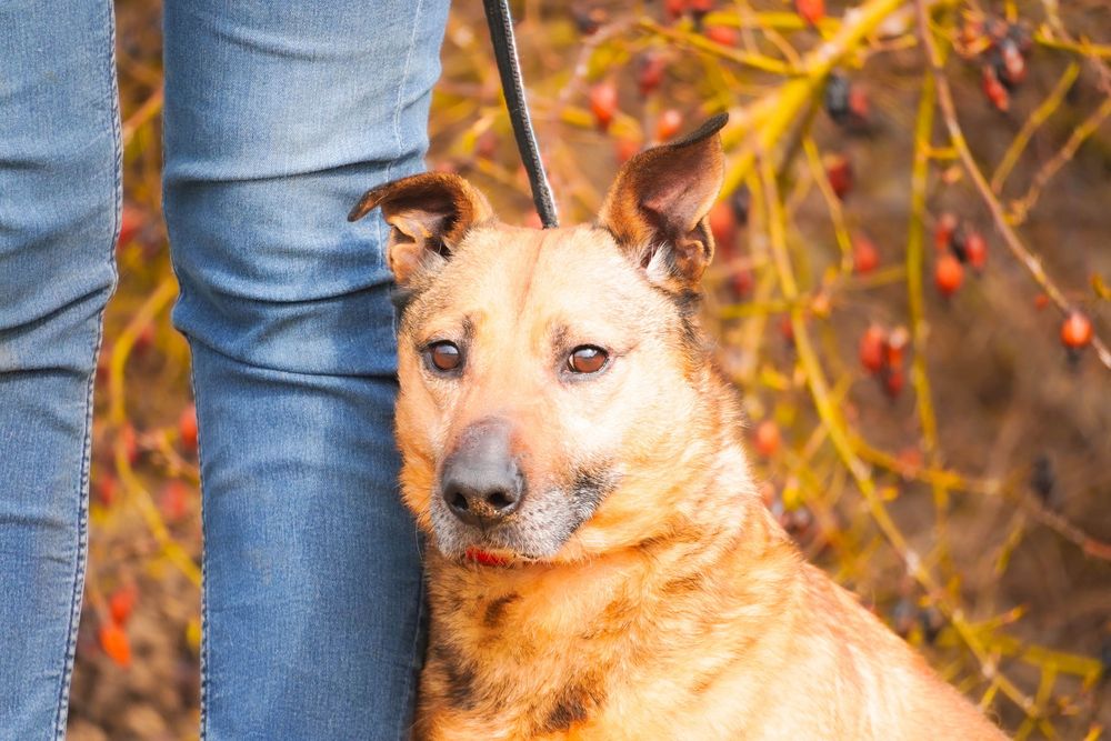 Amol uroczy psiak szuka domku