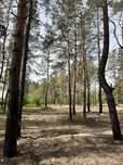Песчанка улица с новостройками 12,5 соток лес.