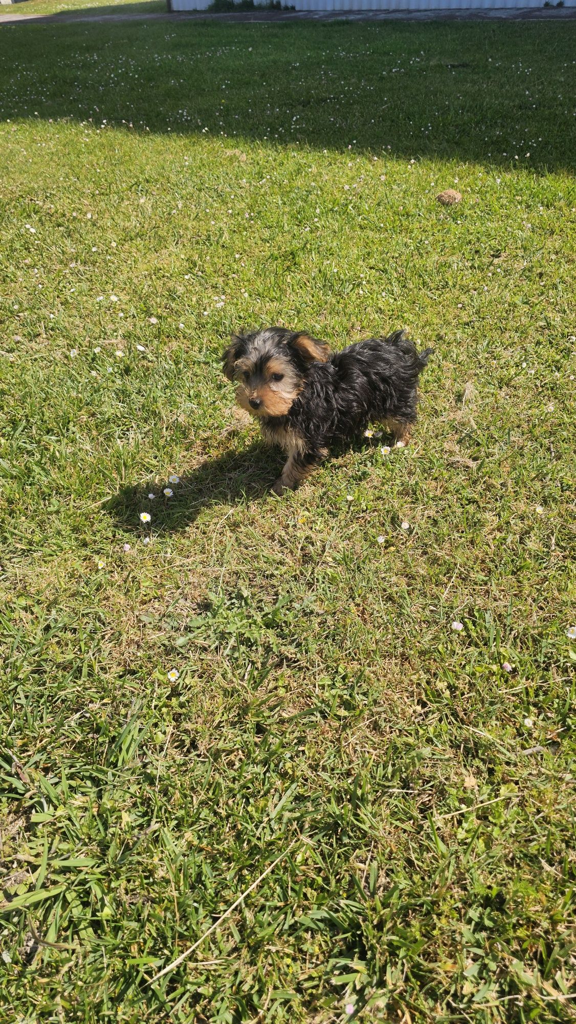 Yorkhire terrier fêmea