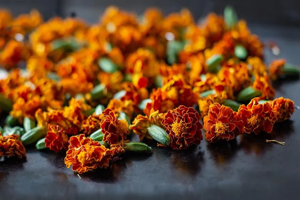 Сухие цветы бархатцев, чай