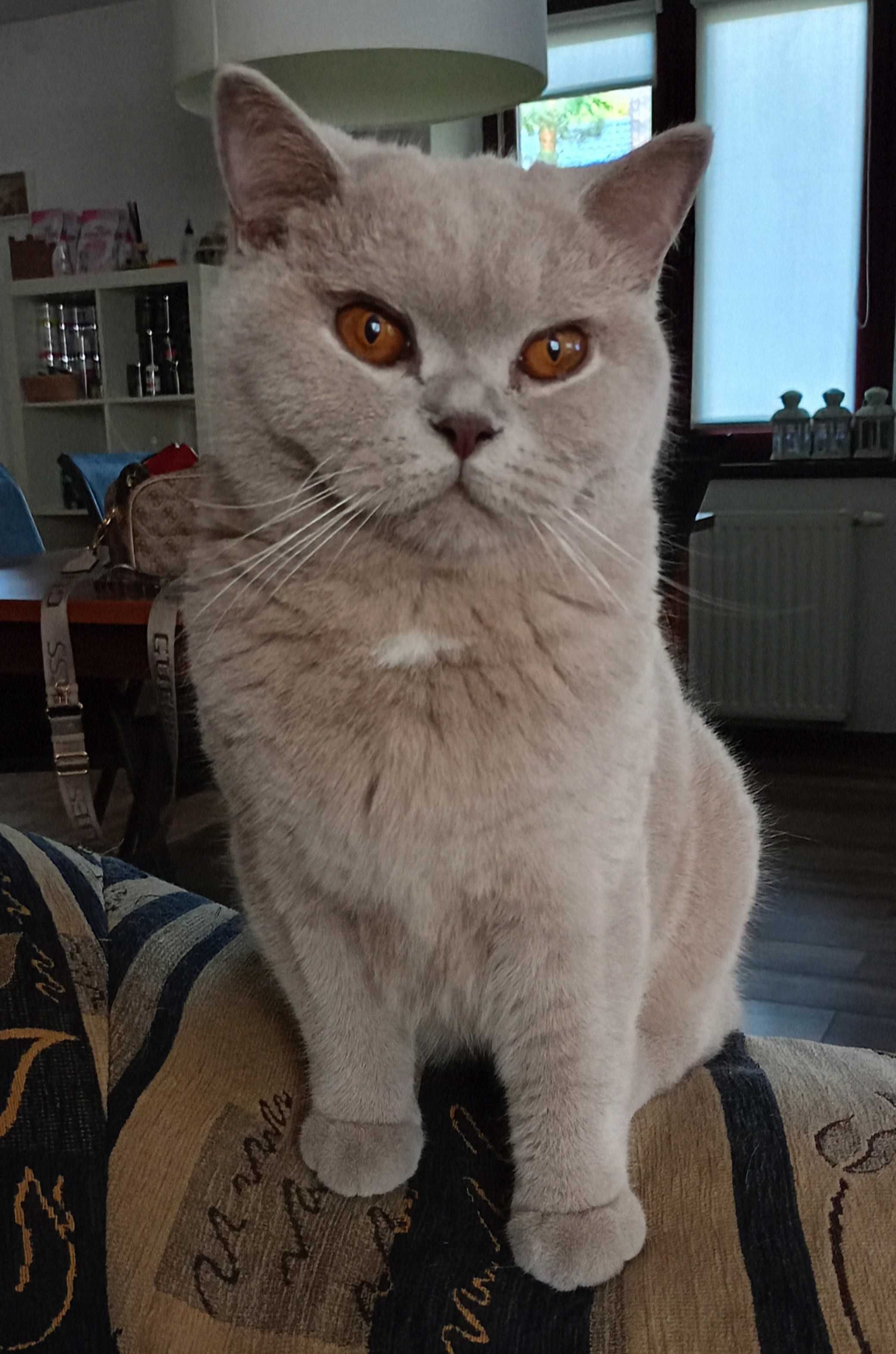 14 miesięczna liliowa kotka brytyjska na kolanka lub opcja do hodowli