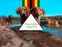 Odbiór - połowa sierpnia- Szczeniak Rhodesian Ridgeback Hodowla ZKwP