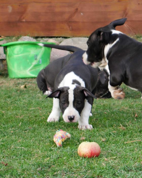 American Staffordshire Terrier ZKwP Amstaff FCI czarna suczka WALKIRIA