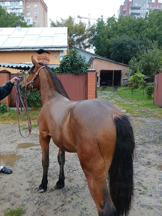 Лошиця кобила               .