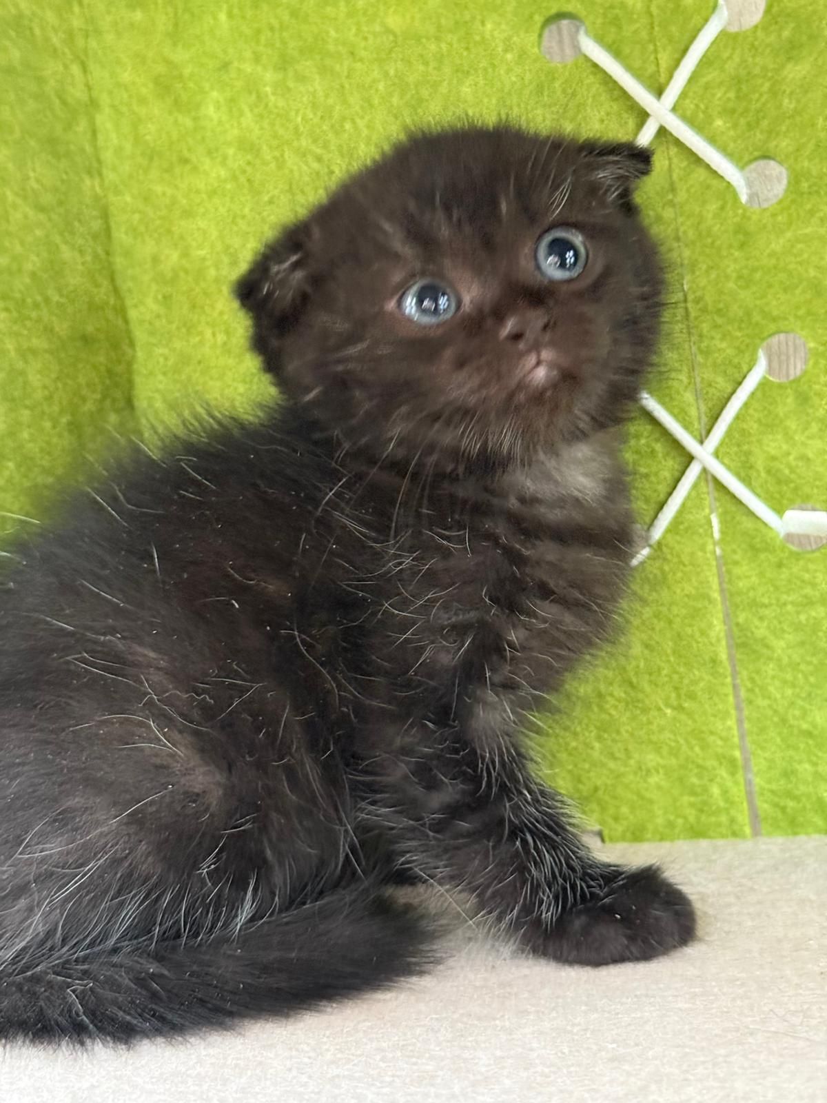 Macho Scottish fold