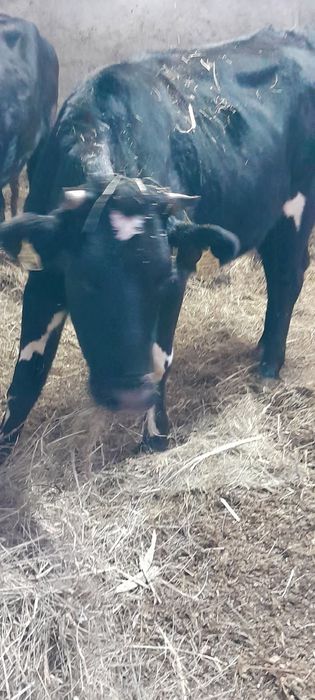 2 jałówki mleczne do zacielenia