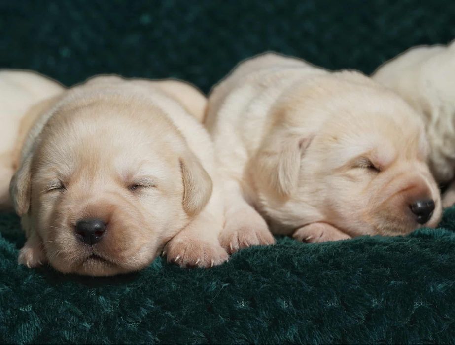 Labrador Reriever FCI ZKwP - BISZKOPTOWY PIES - szczenię