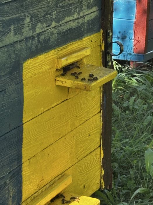 Sprzedam ule warszawskie z pszczołami